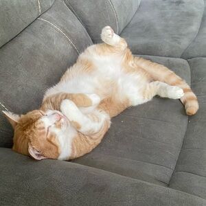 Meet your Posher, Nicky